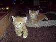 cute kittens for sale. I have 7 lovely bengal cross....