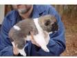friendly akita puppy for fantastic homes. Weened and....