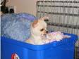 Smoothcoat Chihuahua pup male. Four month old,  male, ....