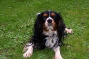 Tri-Coloured Cavalier King Charles **STUD** NOT FOR SALE
