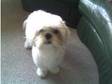 2 year old male Shih-Tzu for sale. Unfortunately,  due to....