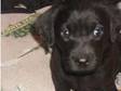 Labrador puppies. 2 Lovely little ladies left from a....