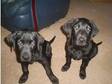 Labrador Puppies for 48hrs only). these are the last 2....