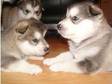 Alaskan Malamute Pups For Sale £900). Here we have 3....