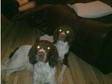 English Springer Spaniel puppies for sale. Two male....